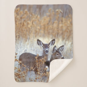 Wild Mule Deer Pair   Kalifornien Sherpadecke