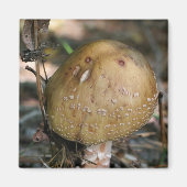 Wild Mushroom Nature Foto Magnet (Vorne)