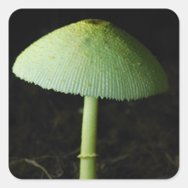 Wild Mushroom Photo  Quadratischer Aufkleber