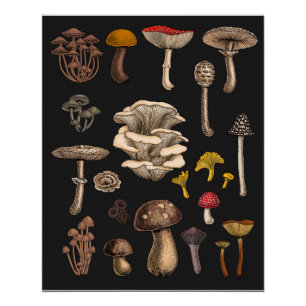 Wild Mushrooms on Grafit Poster