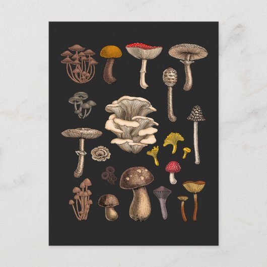 Wild Mushrooms on Grafit Postkarte (Vorderseite)