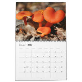 Wild Mushrooms Photography Kalender (Jan 2026)