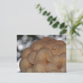 Wild Mushrooms Postkarte (Stehend Vorderseite)