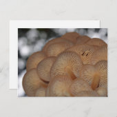Wild Mushrooms Postkarte (Vorne/Hinten)