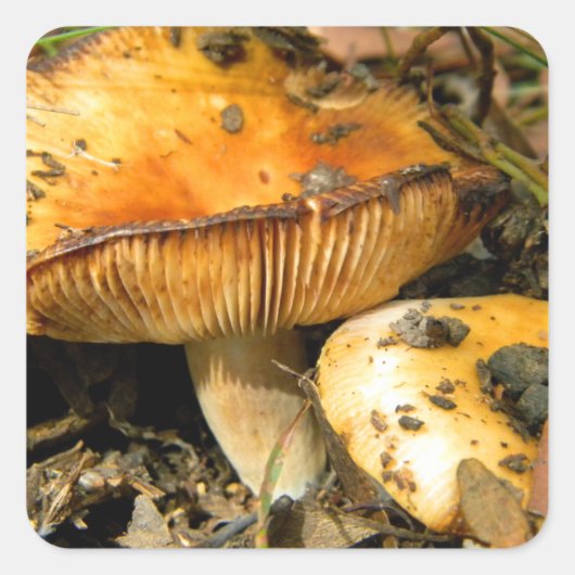 Wild Mushrooms Sticker (Vorderseite)