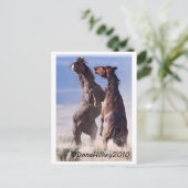 Wild Mustang Fight Postkarte (Stehend Vorderseite)