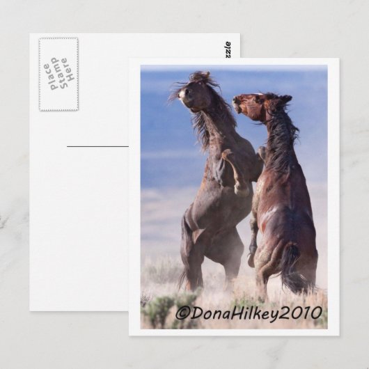 Wild Mustang Fight Postkarte (Vorne/Hinten)