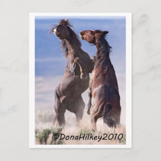 Wild Mustang Fight Postkarte