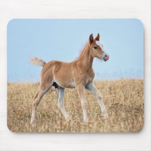 Wild Mustang Foal Mousepad (Vorne)