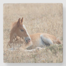 Wild Mustang Foal Wild Horse