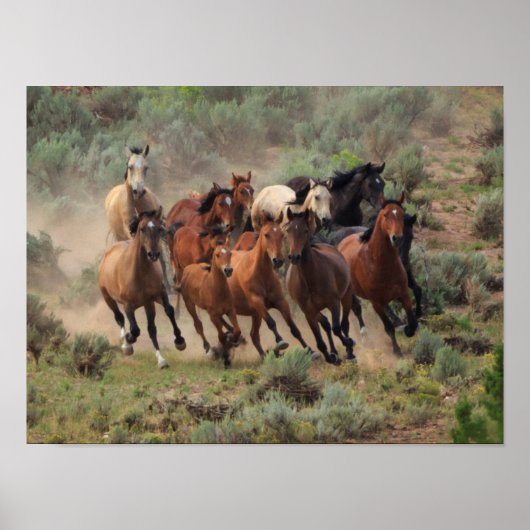 Wild Mustang Herd Poster (Vorne)