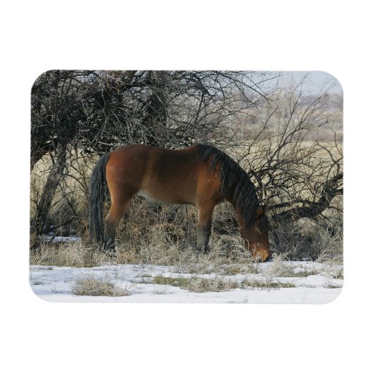 Wild Mustang Horse im Schnee 1 Magnet (Horizontal)