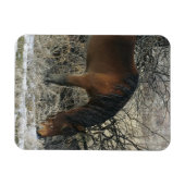 Wild Mustang Horse im Schnee 1 Magnet (Horizontal)