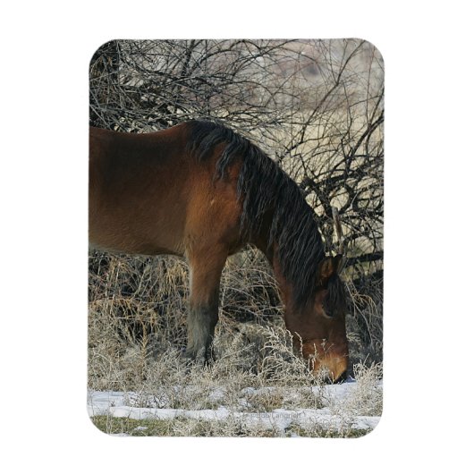 Wild Mustang Horse im Schnee 1 Magnet (Vertikal)