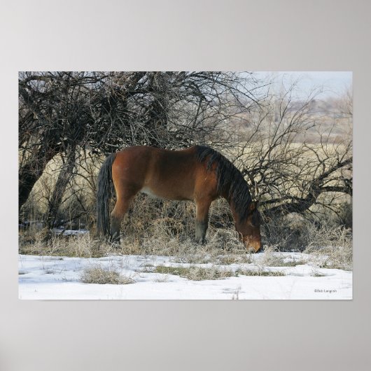 Wild Mustang Horse im Schnee 1 Poster (Vorne)