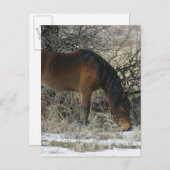 Wild Mustang Horse im Schnee 1 Postkarte (Vorne/Hinten)