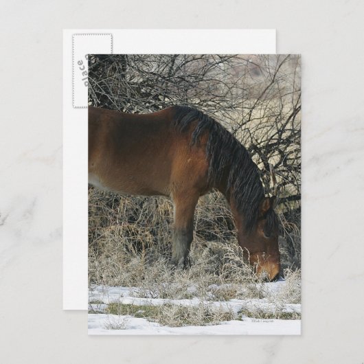 Wild Mustang Horse im Schnee 1 Postkarte (Vorne/Hinten)