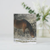 Wild Mustang Horse im Schnee 1 Postkarte (Stehend Vorderseite)