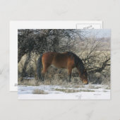 Wild Mustang Horse im Schnee 1 Postkarte (Vorne/Hinten)