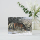 Wild Mustang Horse im Schnee 1 Postkarte (Stehend Vorderseite)
