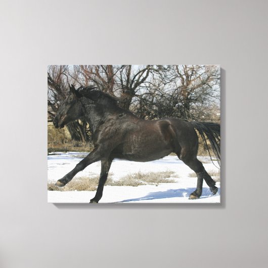 Wild Mustang Horse im Schnee 2 Leinwanddruck (Vorderseite)