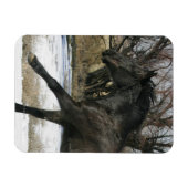 Wild Mustang Horse im Schnee 2 Magnet (Horizontal)