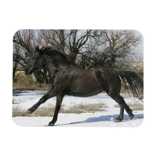 Wild Mustang Horse im Schnee 2 Magnet (Horizontal)