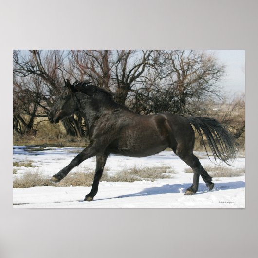 Wild Mustang Horse im Schnee 2 Poster (Vorne)
