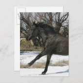 Wild Mustang Horse im Schnee 2 Postkarte (Vorne/Hinten)
