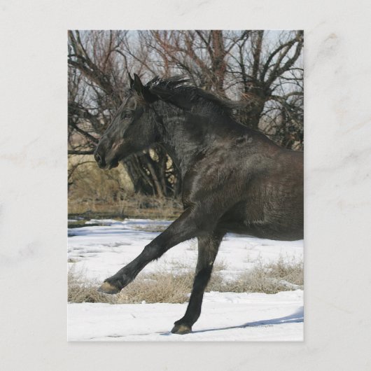 Wild Mustang Horse im Schnee 2 Postkarte (Vorderseite)