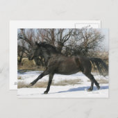Wild Mustang Horse im Schnee 2 Postkarte (Vorne/Hinten)