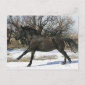 Wild Mustang Horse im Schnee 2 Postkarte (Vorderseite)