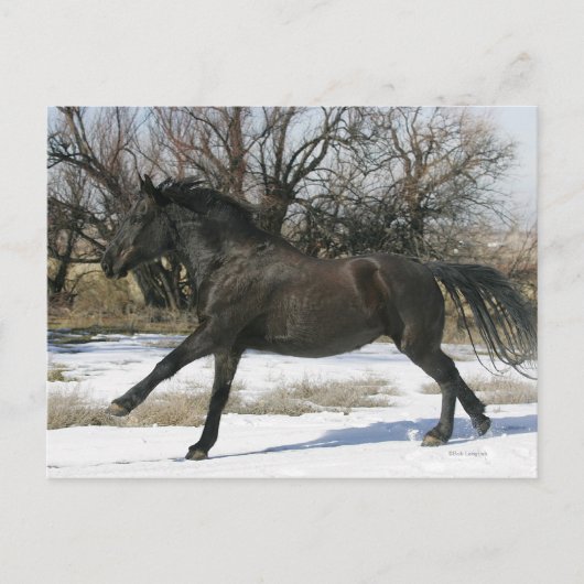 Wild Mustang Horse im Schnee 2 Postkarte (Vorderseite)