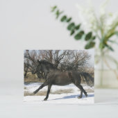 Wild Mustang Horse im Schnee 2 Postkarte (Stehend Vorderseite)