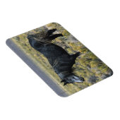 Wild Mustang Horse in der Wüste Magnet (Rechte Seite)