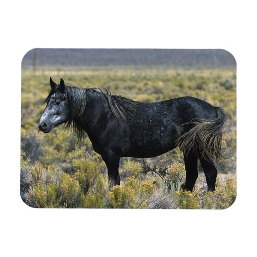 Wild Mustang Horse in der Wüste Magnet (Horizontal)