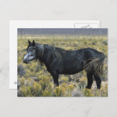 Wild Mustang Horse in der Wüste Postkarte (Vorne/Hinten)