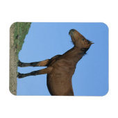 Wild Mustang Horse Magnet (Horizontal)