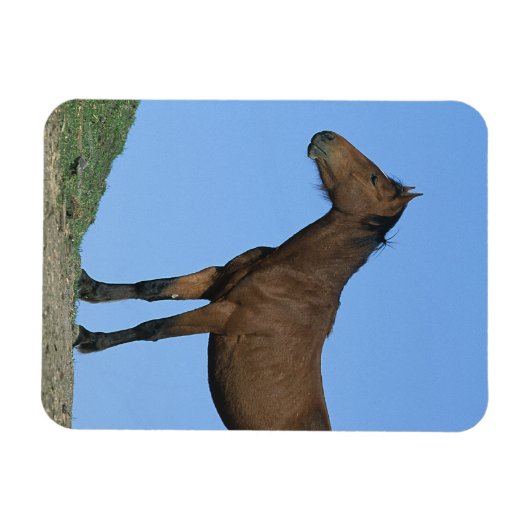 Wild Mustang Horse Magnet (Horizontal)