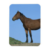 Wild Mustang Horse Magnet (Vertikal)