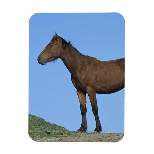 Wild Mustang Horse Magnet (Vertikal)