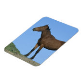 Wild Mustang Horse Magnet (Linke Seite)