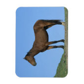 Wild Mustang Horse Magnet (Vertikal)