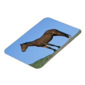 Wild Mustang Horse Magnet (Linke Seite)