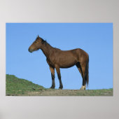Wild Mustang Horse Poster (Vorne)