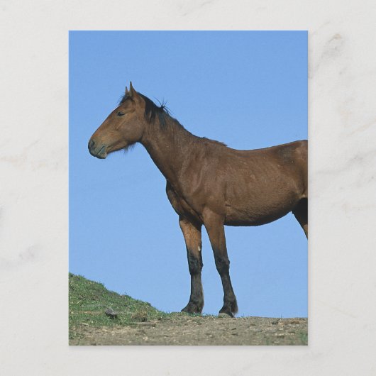 Wild Mustang Horse Postkarte (Vorderseite)