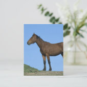 Wild Mustang Horse Postkarte (Stehend Vorderseite)