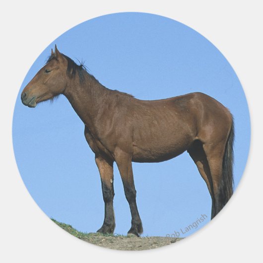 Wild Mustang Horse Runder Aufkleber (Vorderseite)