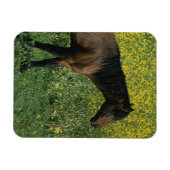 Wild Mustang Horse Stehend in Blume Magnet (Horizontal)