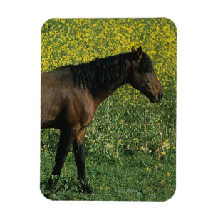 Wild Mustang Horse Stehend in Blume Magnet